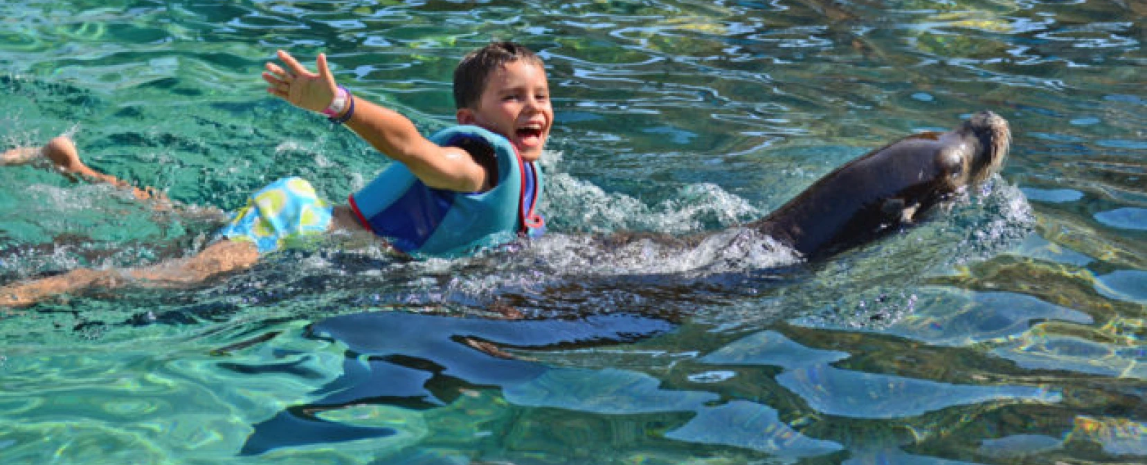 SWIM WITH SEA LIONS